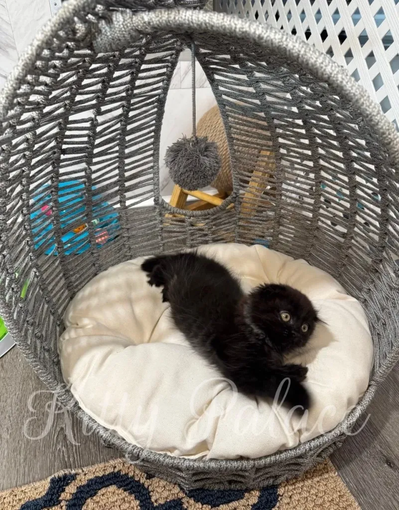 Scottish Fold kitten playing with her paws in the cozy corner of her pod.