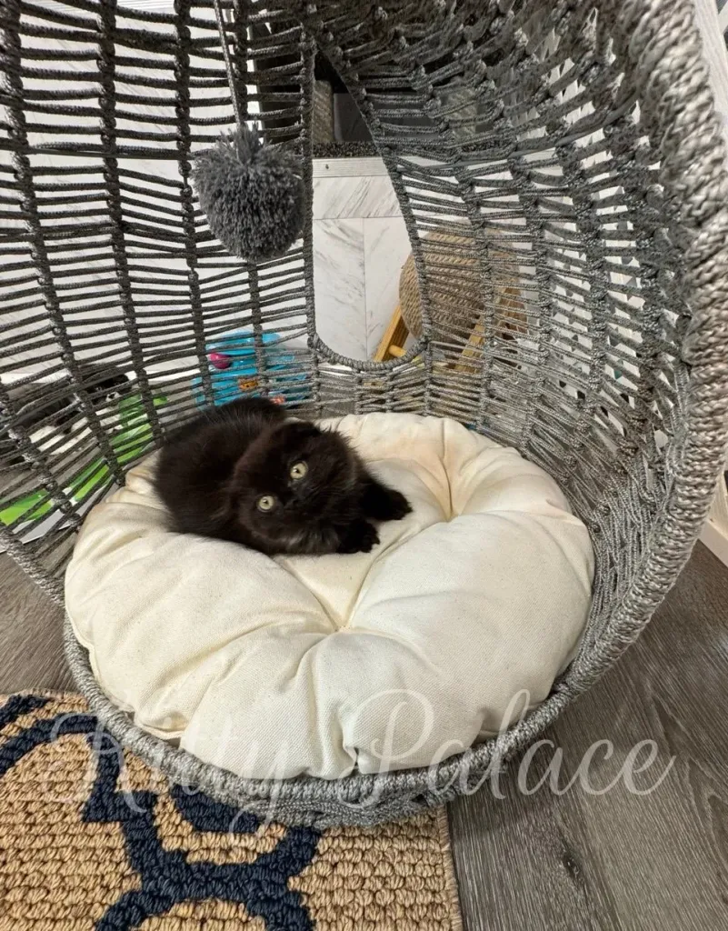 Close-up of playful kitten exploring her cozy play area.