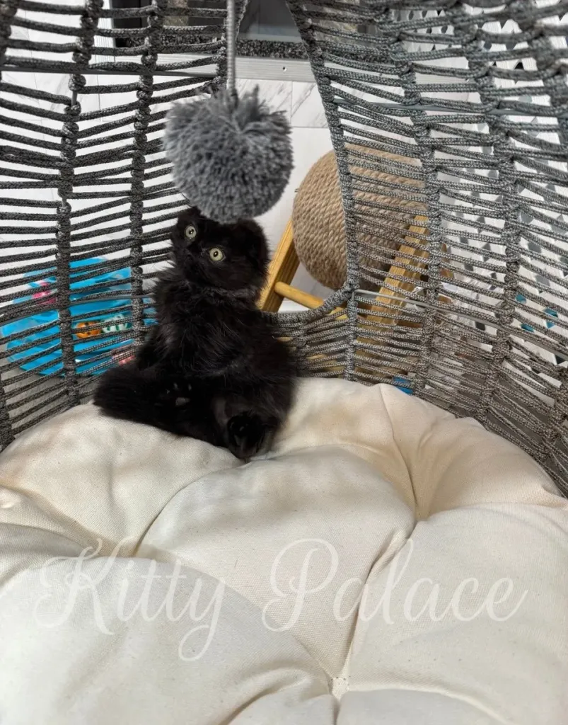 Star, our black Scottish Fold girl, gazing attentively from her cozy cream cushion.