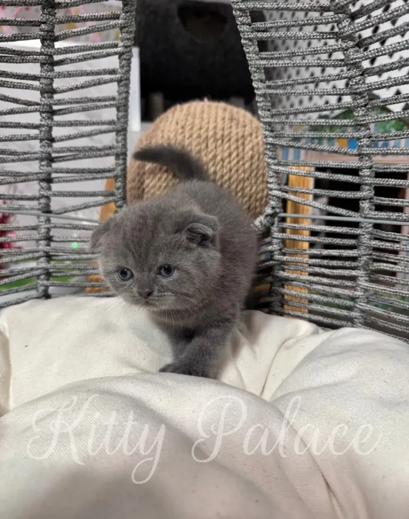 Abella the blue Scottish Fold kitten posing on a soft pillow