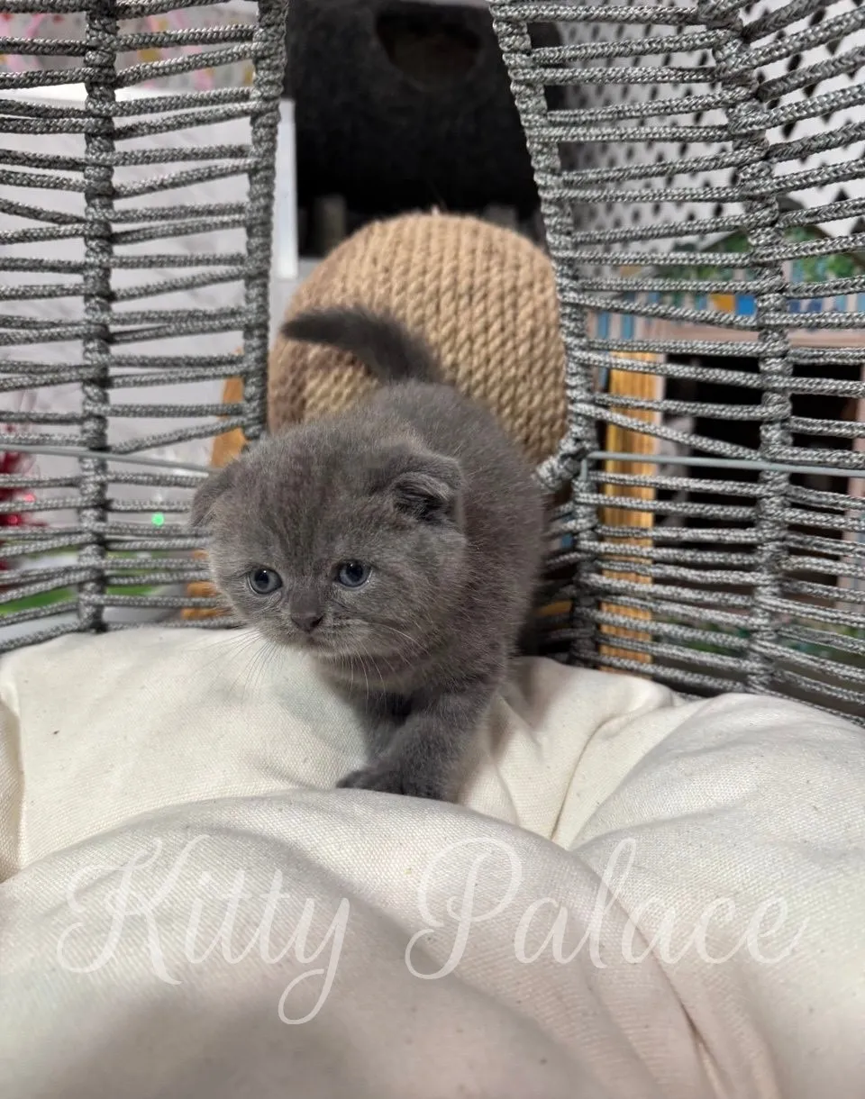 Abella the blue Scottish Fold kitten posing on a soft pillow