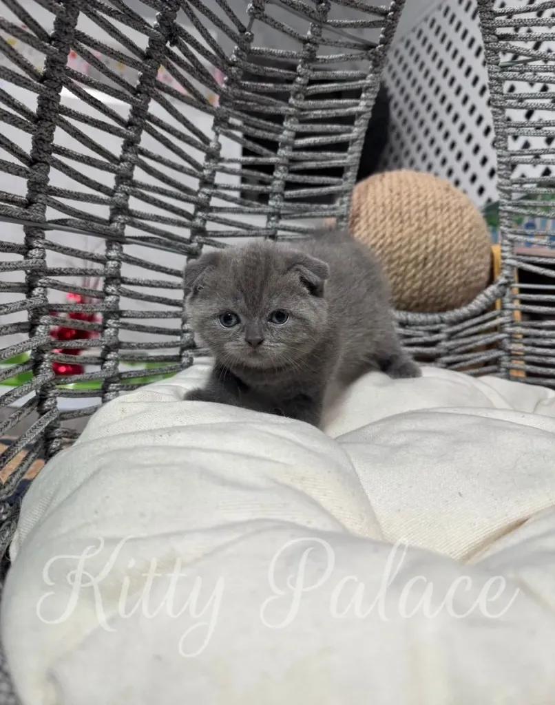 Fluffy kitten Abella lying on a beige pillow during a photo session