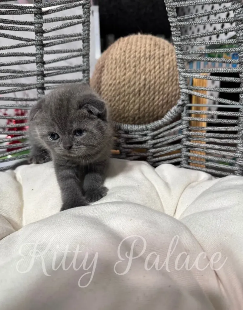 Scottish Fold female with blue coat resting on a decorative cushion and gazing into the lens