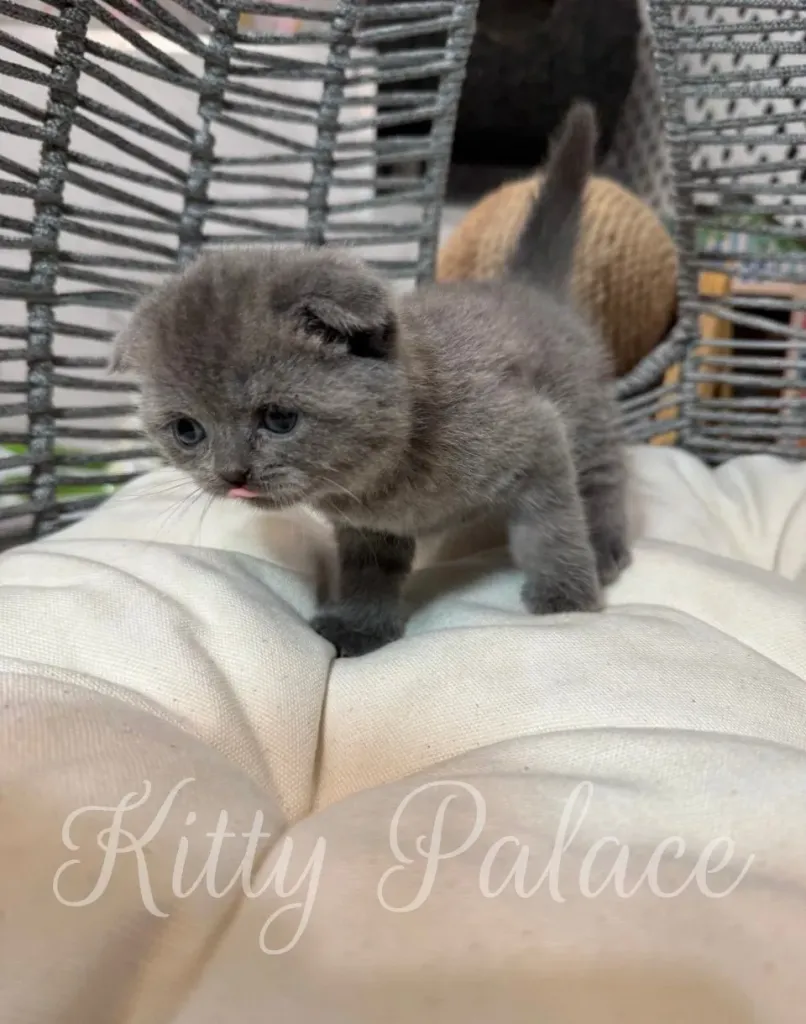Blue-coated Scottish Fold kitten Abella posing gracefully on a fluffy pillow