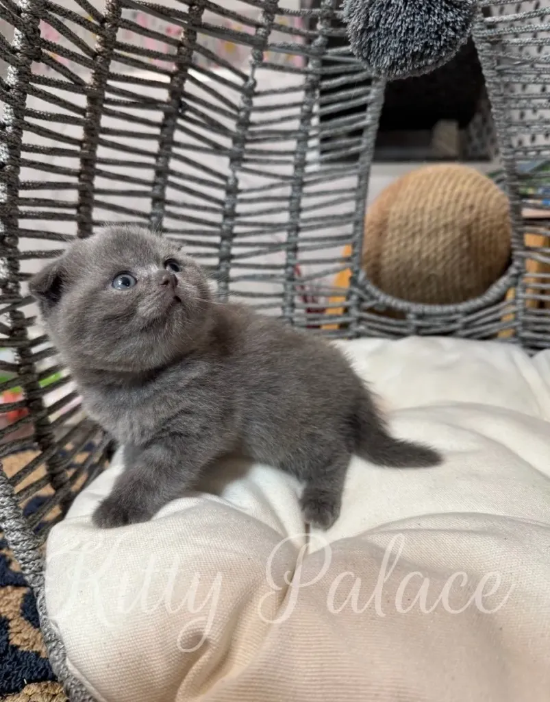 Blue Scottish Fold girl sitting calmly on a cushion, looking into the camera