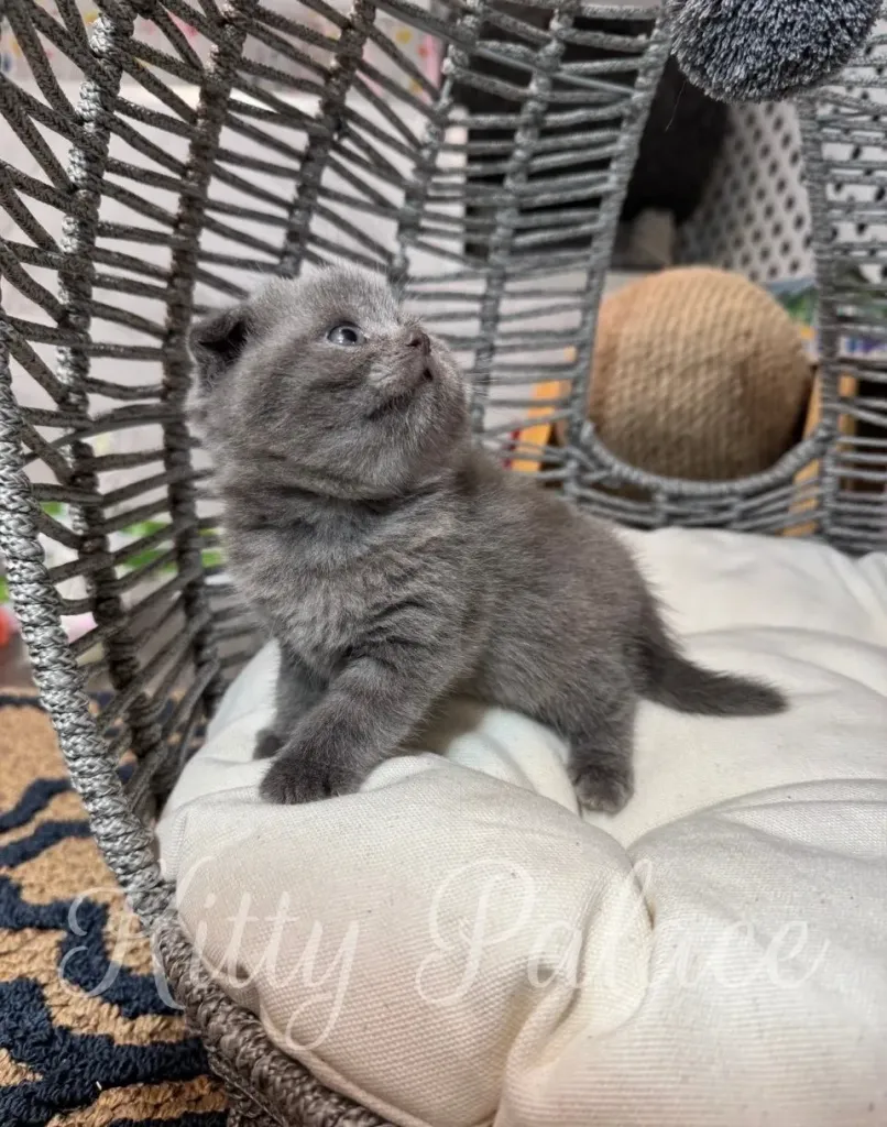 Abella the kitten sitting on a soft cushion, staring curiously at the camera