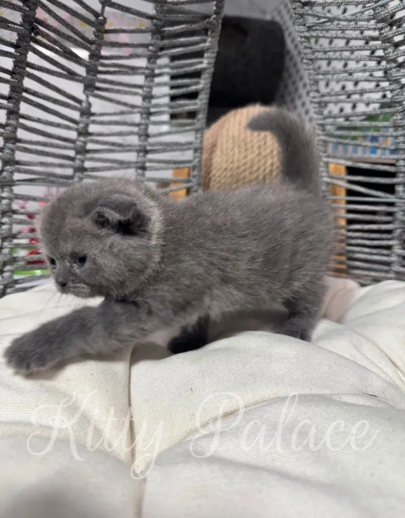Abella, the blue Scottish Fold kitten, comfortably posing on a cozy pillow, looking at the camera