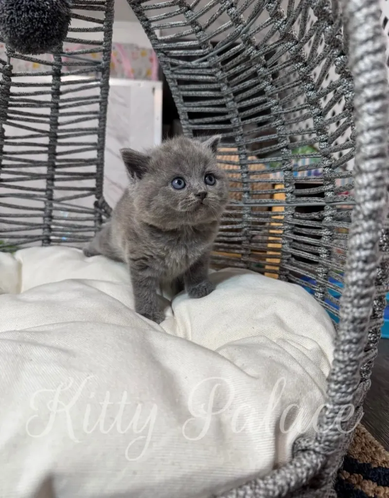 Fluffy blue Scottish Straight Cat Amir exploring his soft cushion bed