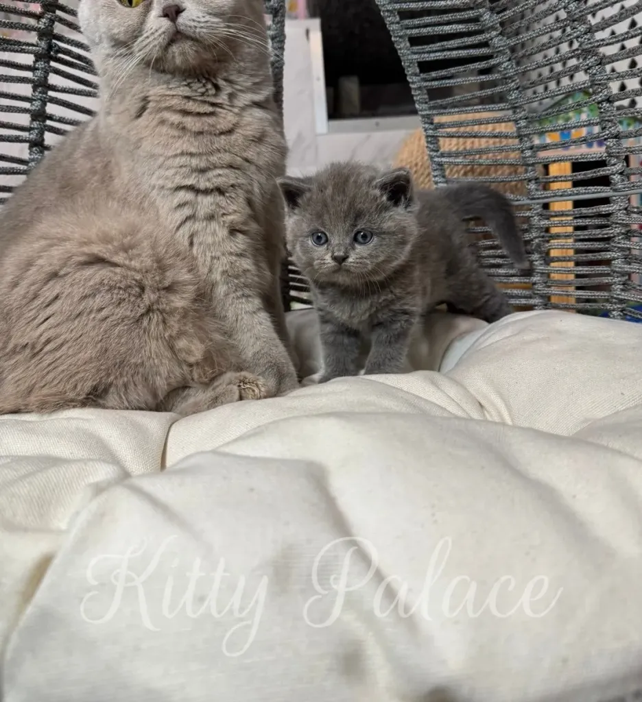 Scottish Straight Cat Mother and Amir sitting closely on a white pillow