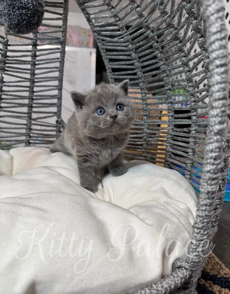Kitten Amir curiously watching the toy ball