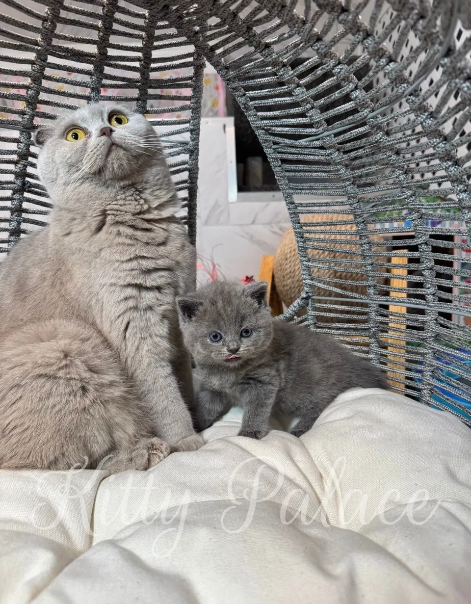 Amir cuddled beside his mother cat inside a cozy rattan dome