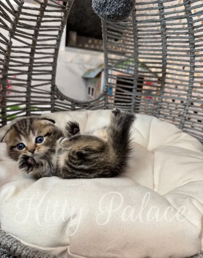 Scottish Fold male kitten Bruce resting peacefully on a soft white pillow