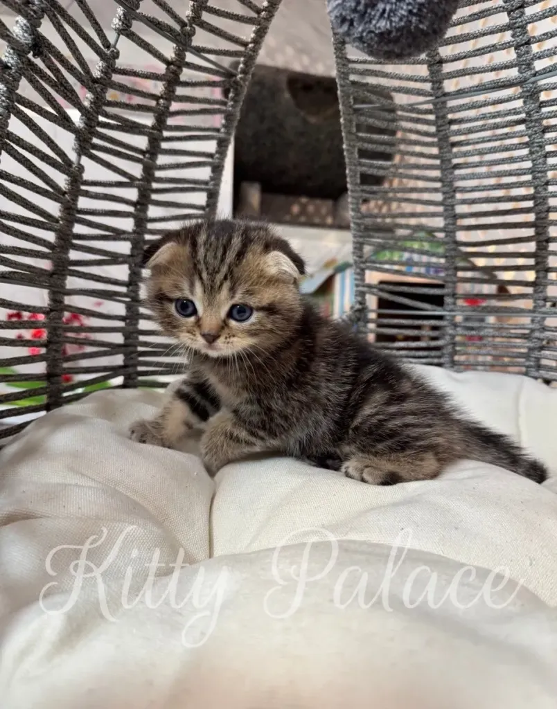 Bruce, the Scottish Fold kitten, posing on a white pillow