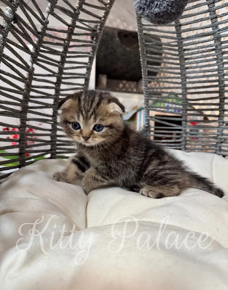 Bruce, the Scottish Fold kitten, posing on a white pillow