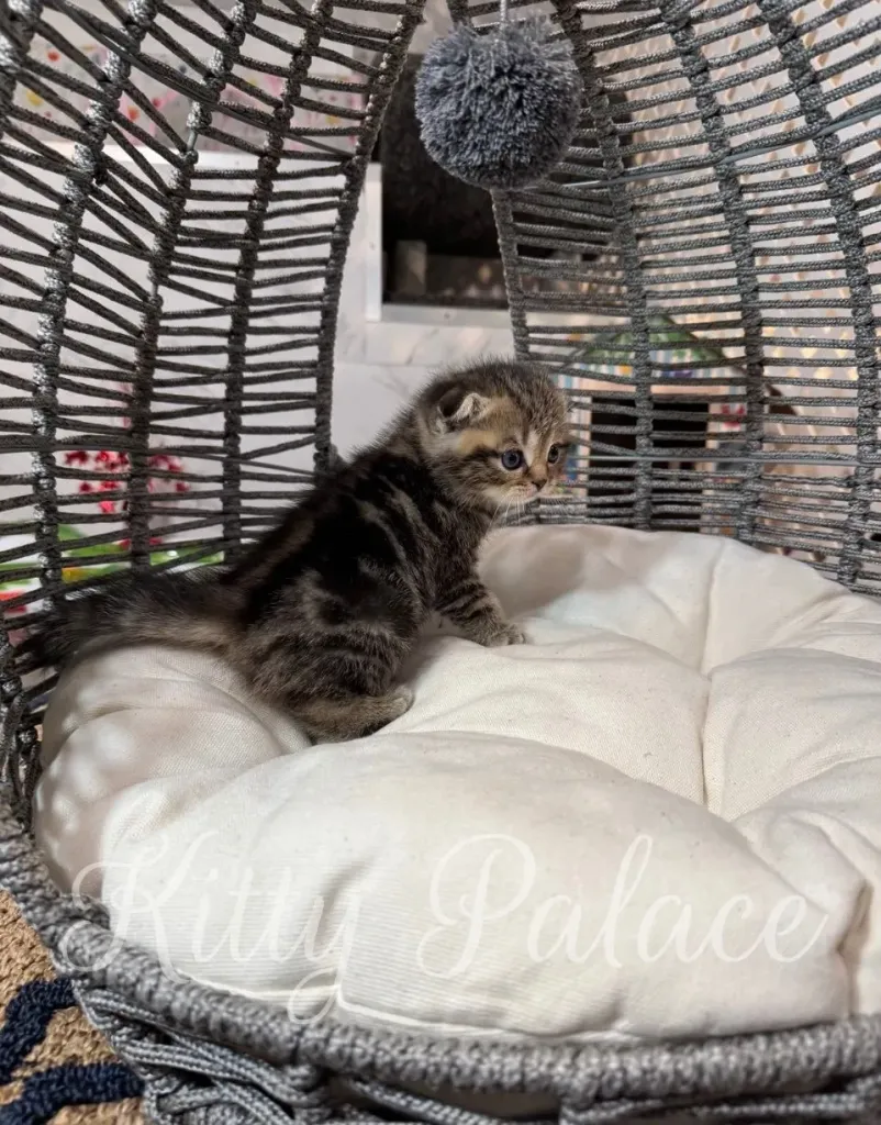 Scottish Fold Bruce posing comfortably on a white cushion