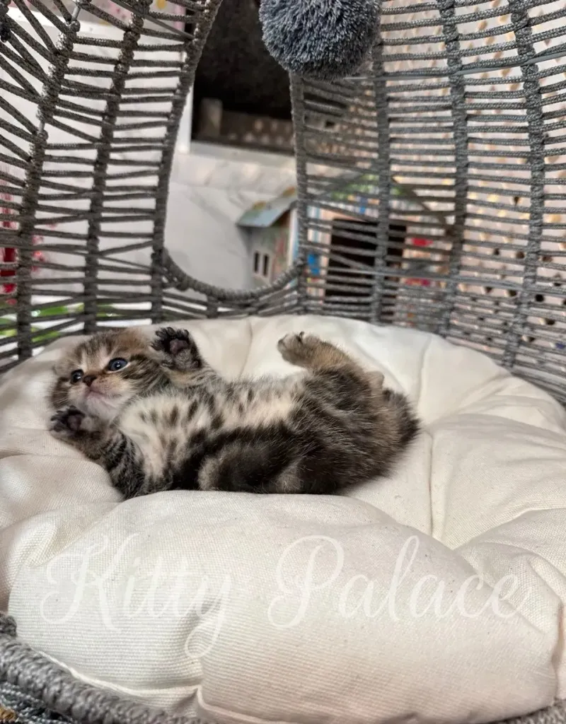 Bruce the Scottish Fold kitten sitting on a white pillow