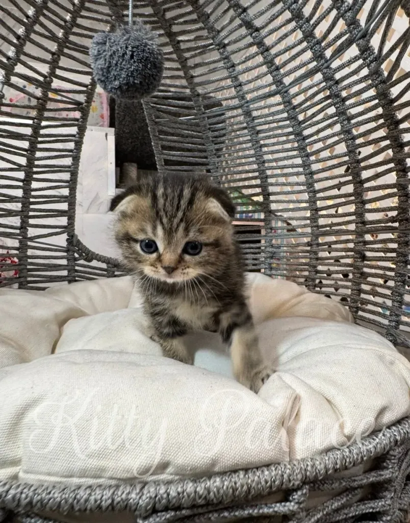 Kitten with marbled fur resting on a soft cushion