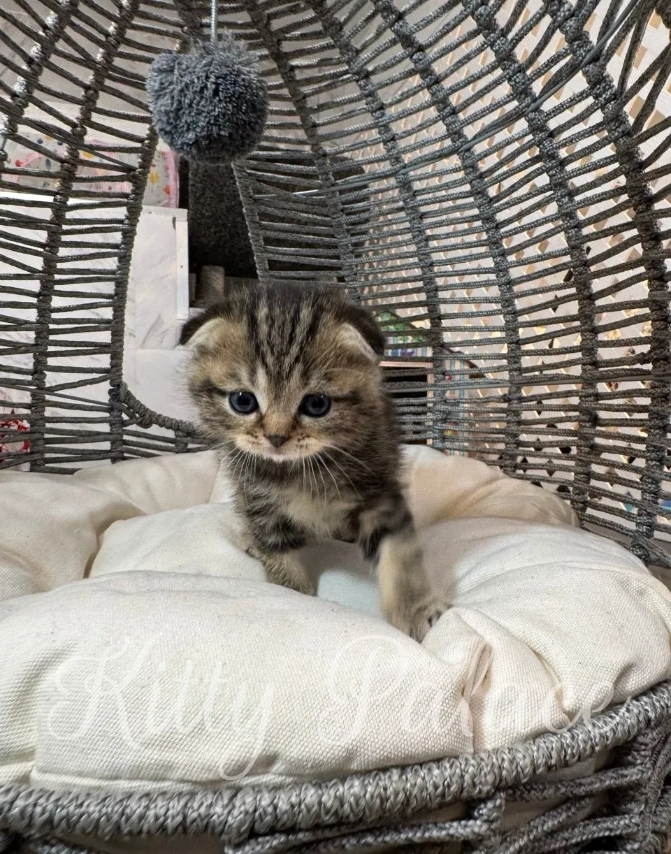Kitten with marbled fur resting on a soft cushion