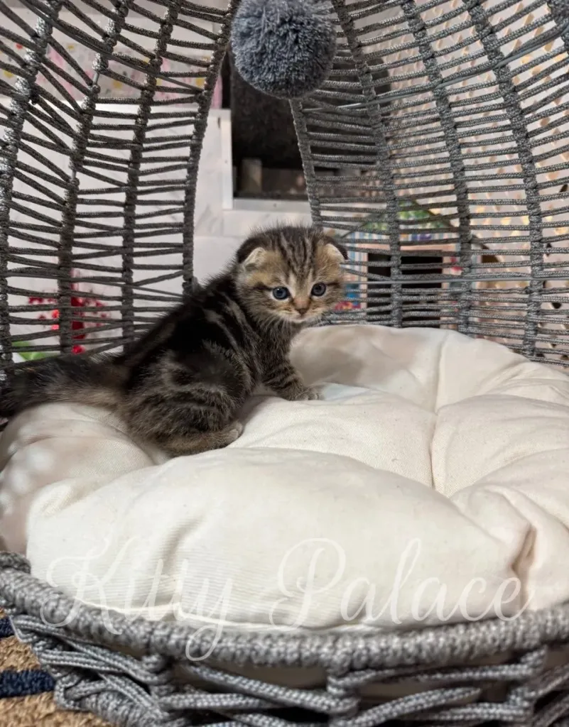 Close-up of Bruce, the Scottish Fold kitten, on a white decorative pillow