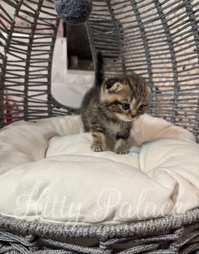 Small black and gфSmall black and golden kitten sitting on a white pillowolden kitten sitting on a white pillow