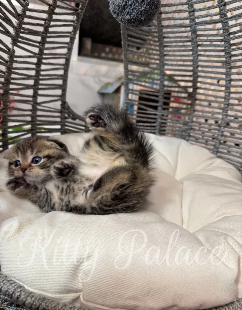 Bruce posing calmly on a fluffy white cushion, showing his marble coat