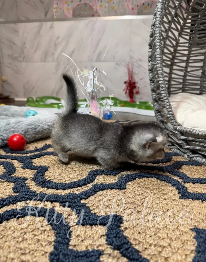 Silver kitten with short legs walking across the room floor