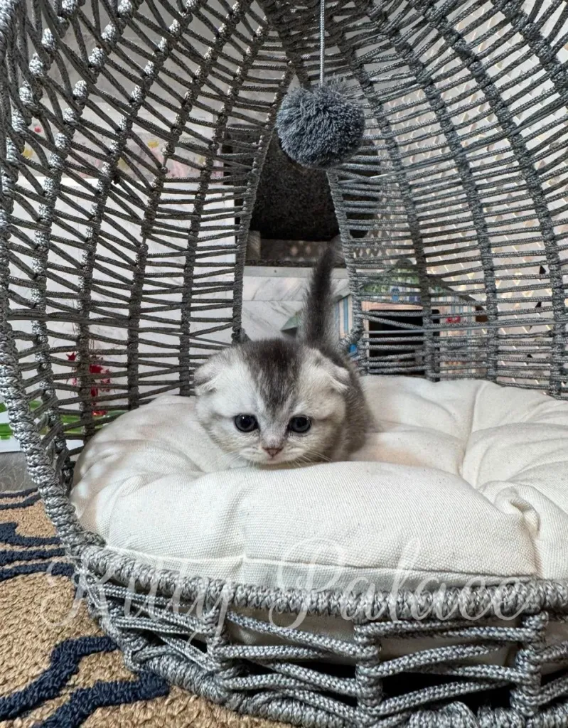 Scottish fold munchkin cat for sale looking at the camera while sitting on a white cushion
