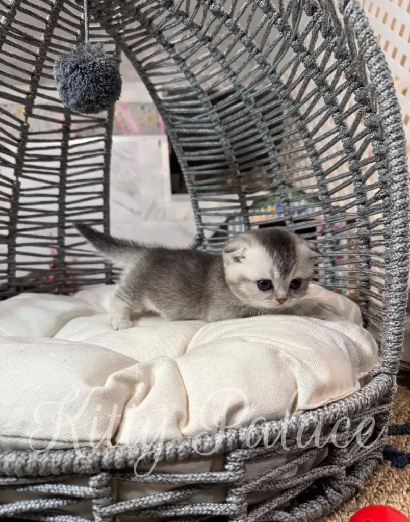 Elegant kitten with short legs relaxing on a white pillow