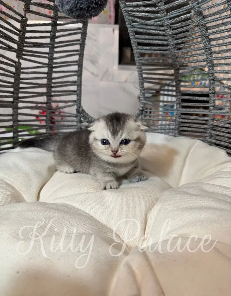 a munchkin kitten for sale with silver coat posing on a soft white cushion