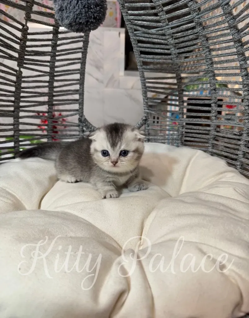 Silver kitten with short legs posing on a white pillow