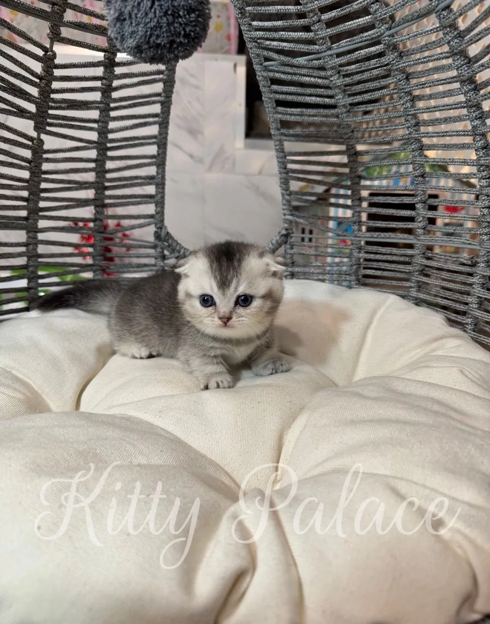 Silver kitten with short legs posing on a white pillow