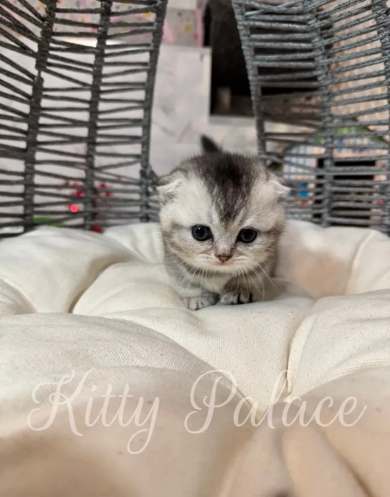 Adorable silver kitten sitting calmly on a white decorative pillow