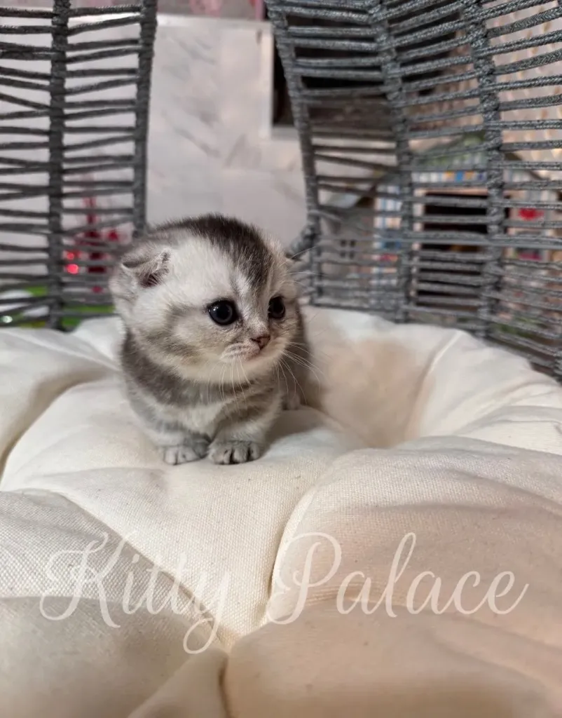 a munchkin kitten for sale resting on a white cushion