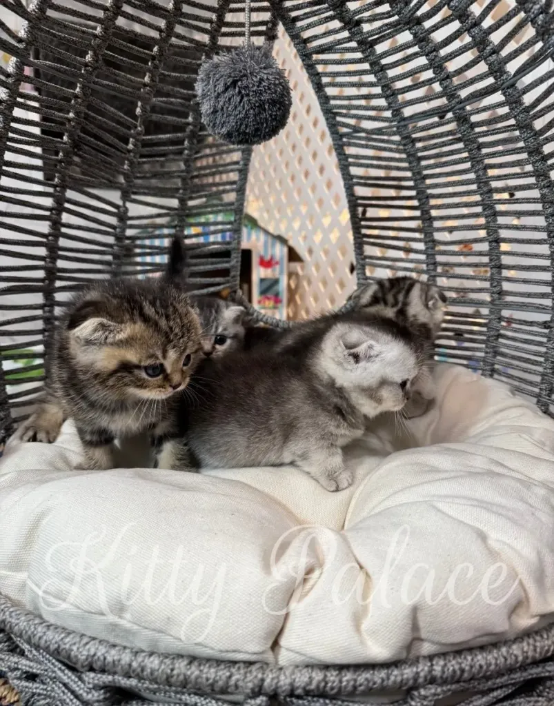 Silver kitten with short legs posing on a pillow beside other kittens
