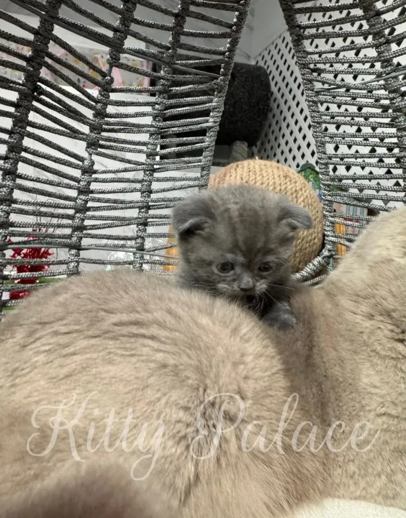 Cute kitten Ivar sitting upright on a fluffy cushion, looking at the camera