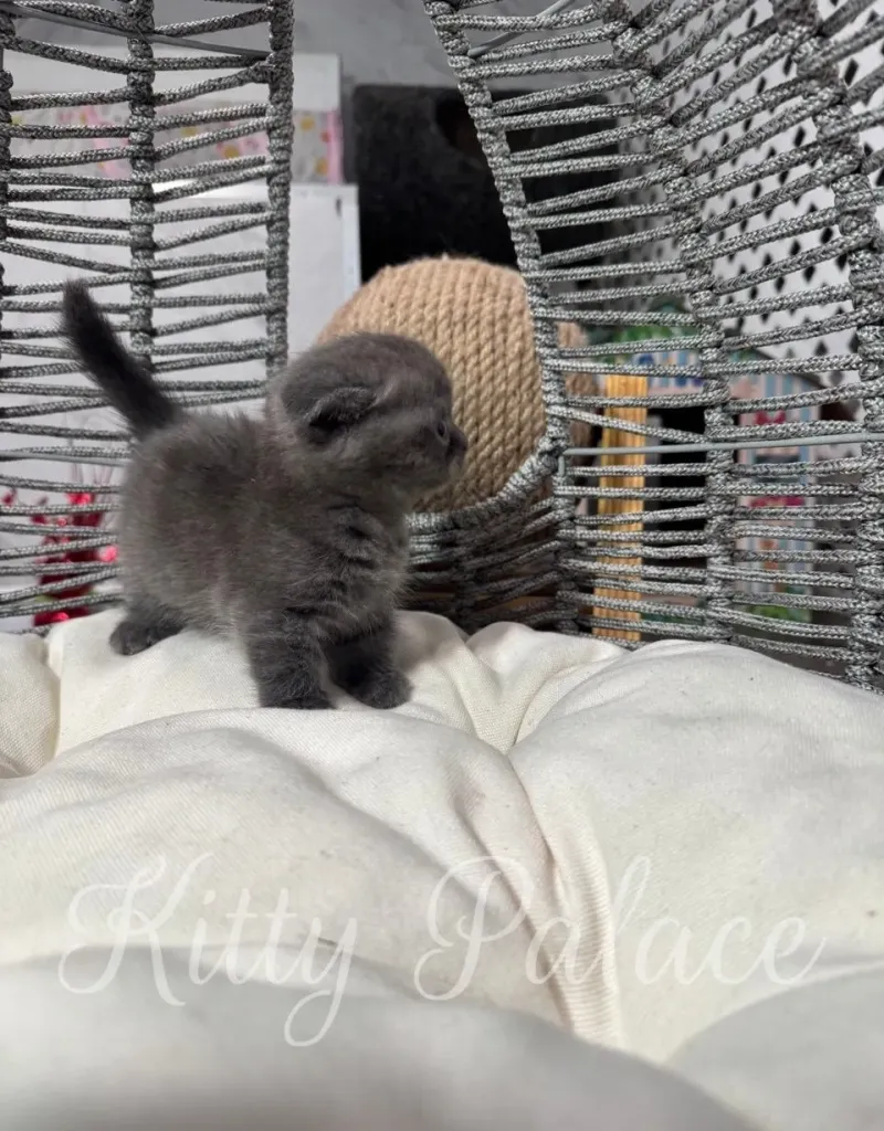Munchkin cat for sale Ivar posing calmly on a beige pillow with short legs and folded paws