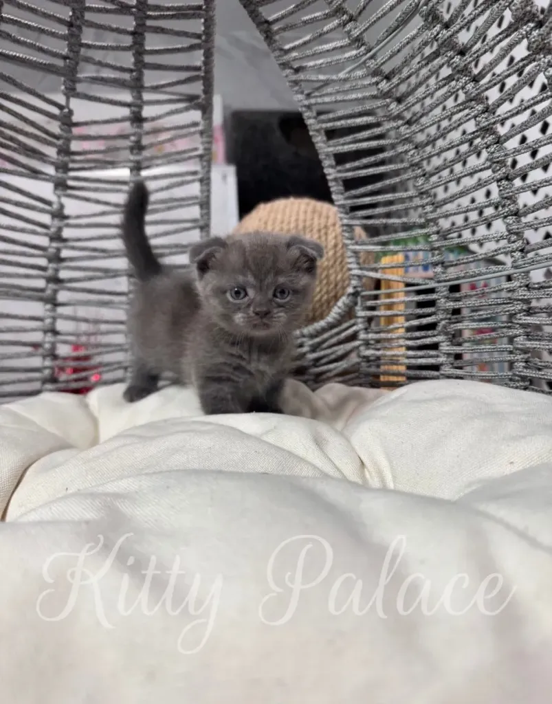 Ivar the blue Munchkin kitten sitting on a soft pillow, posing for the camera
