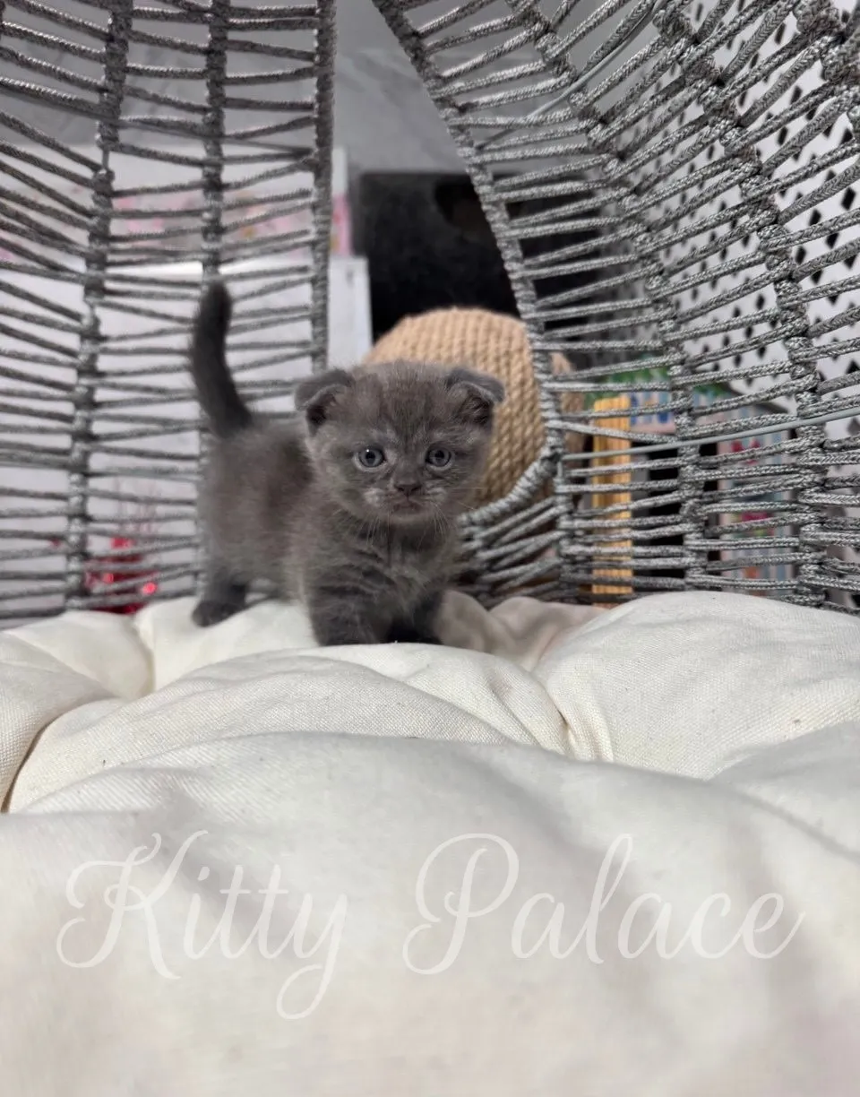 Ivar the blue Munchkin kitten sitting on a soft pillow, posing for the camera