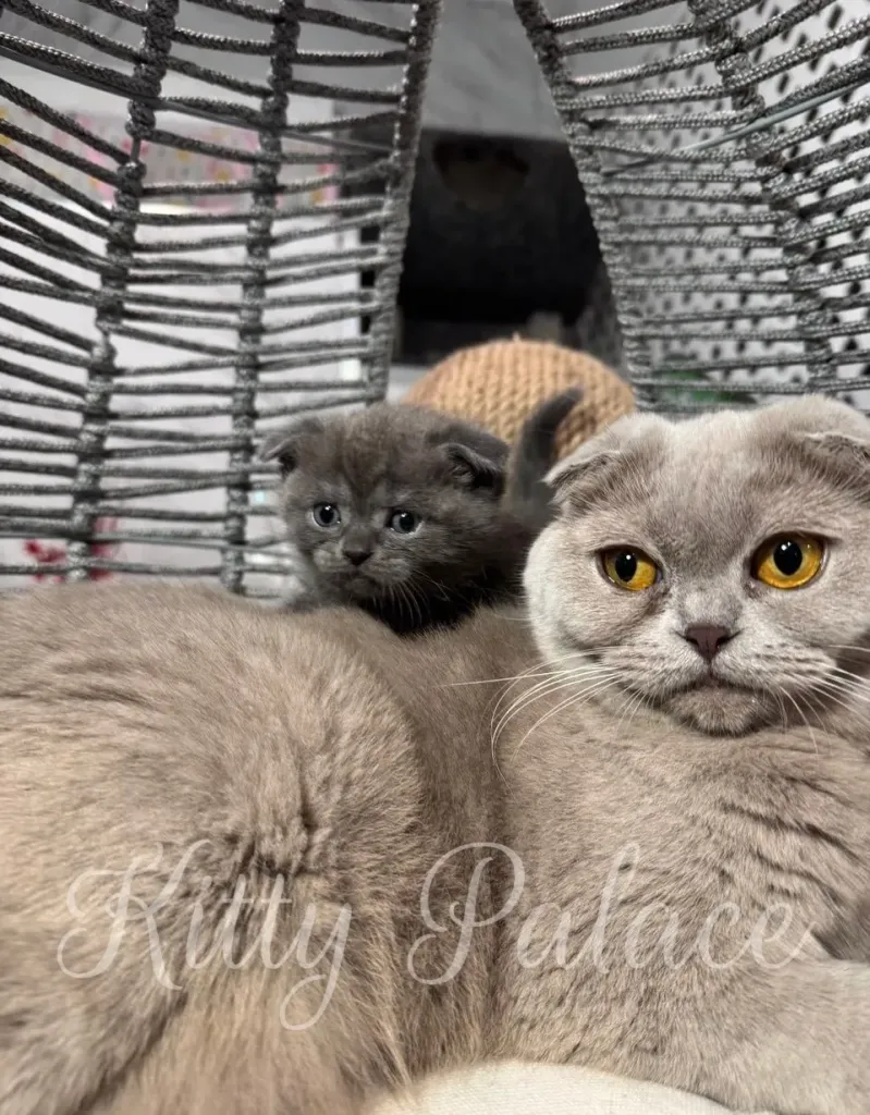 Munchkin kitten Ivar relaxing on a soft pillow, ears perked, staring into the lens