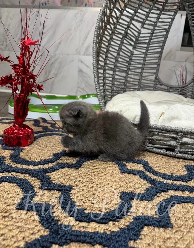 Munchkin cat for sale Ivar exploring the room and looking curious