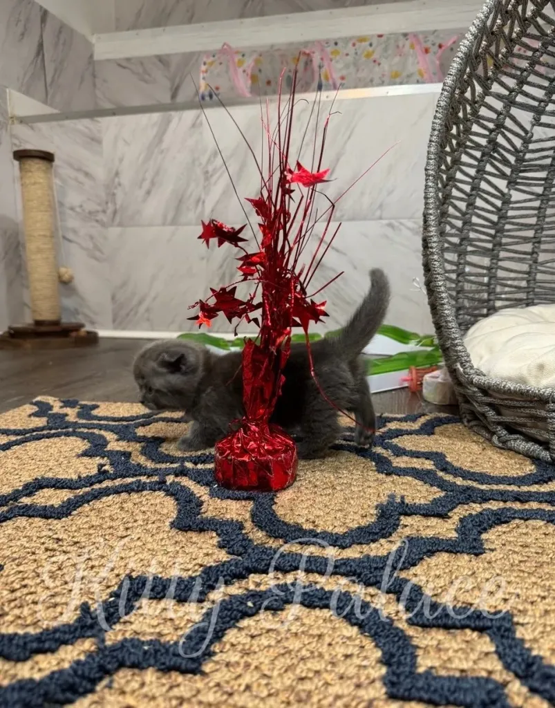 Ivar the blue Munchkin kitten walking across a wooden floor in a bright room