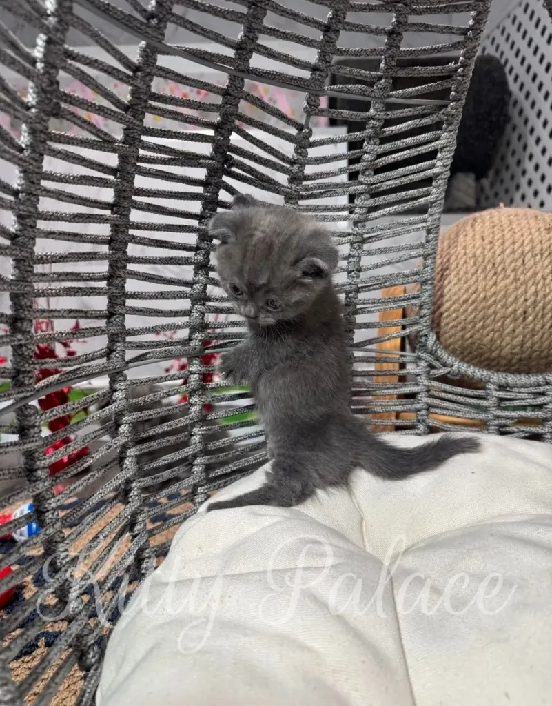 Fluffy blue-coated Munchkin kitten Ivar resting on a cozy cushion during a photo shoot