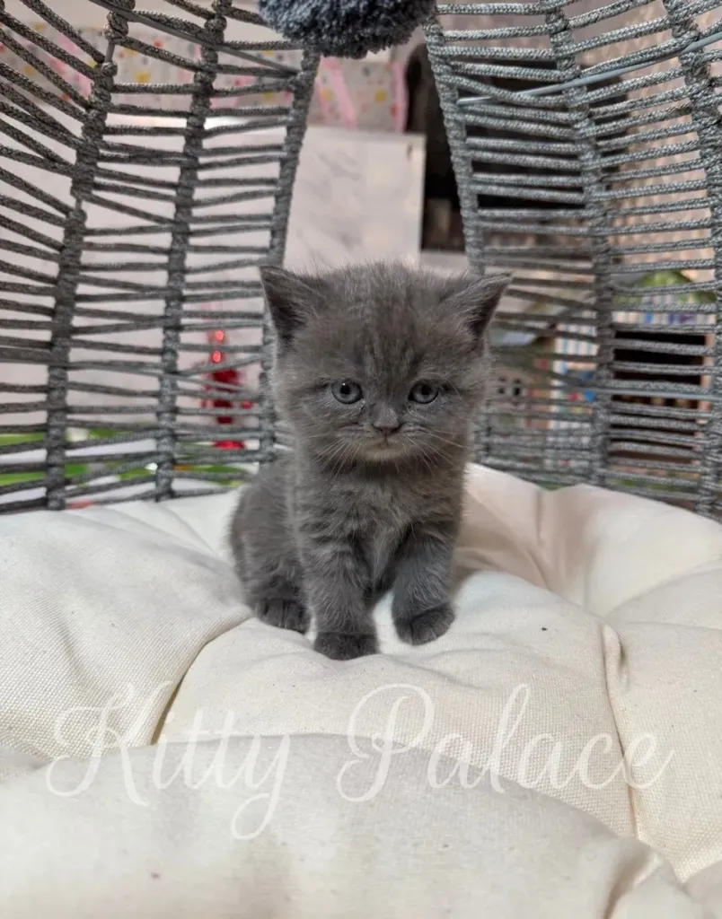 Jasmine exploring her cozy play area