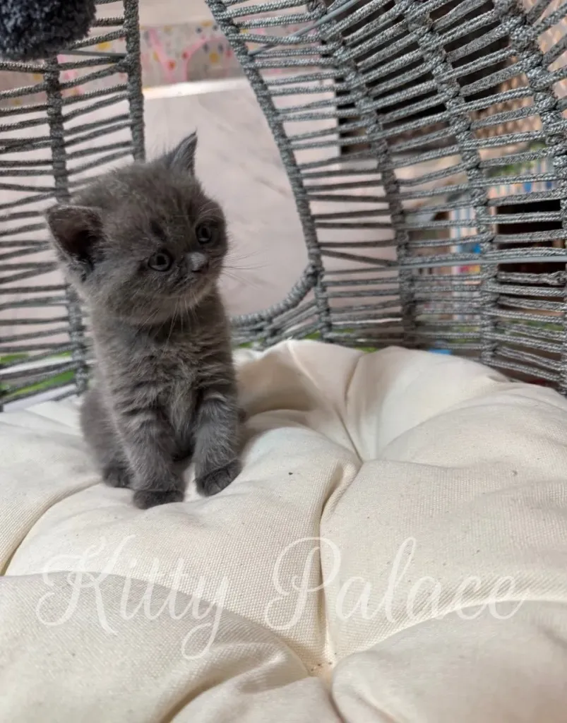 Cute Scottish Straight female kitten in a playful pose