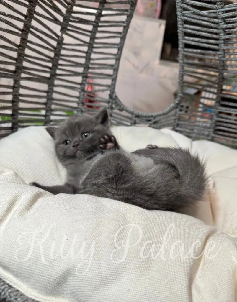 Adorable blue marble kitten stretching on a soft cushion