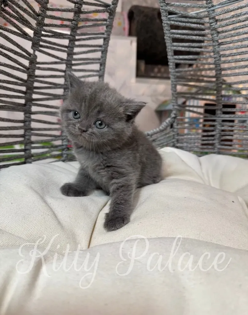 Close-up of Jasmine, a curious Scottish Straight kitten