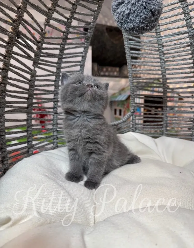 Blue Scottish Straight kitten looking up at a toy