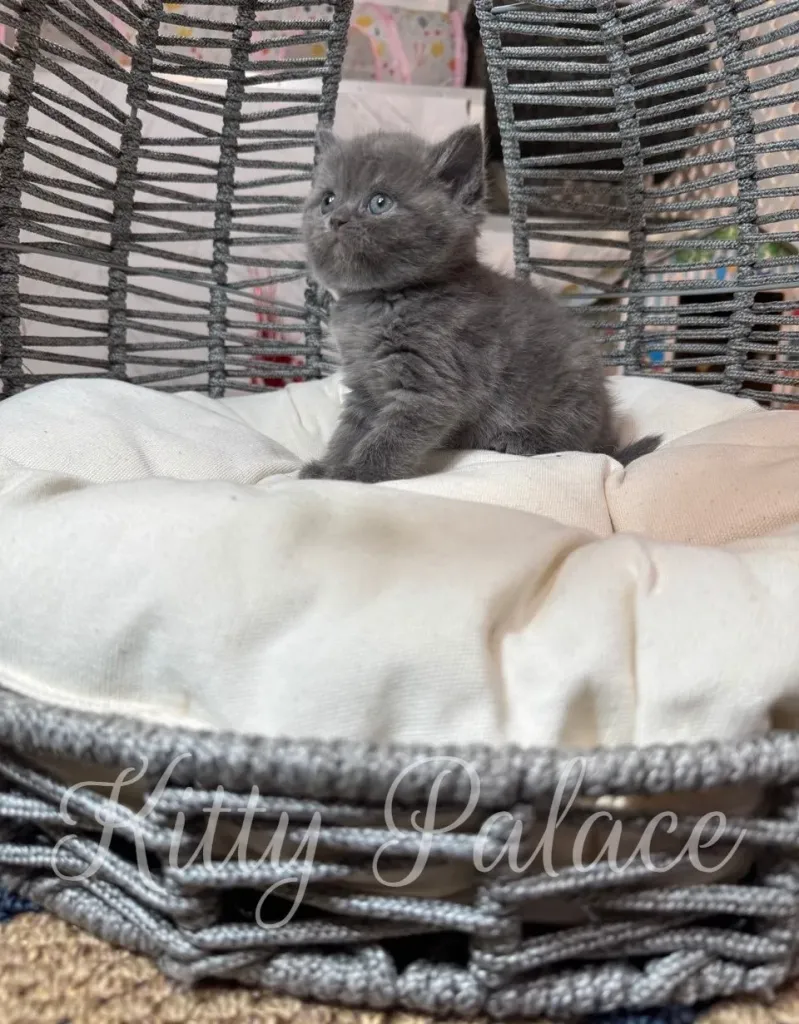 Jasmine sitting confidently in a cozy white nest