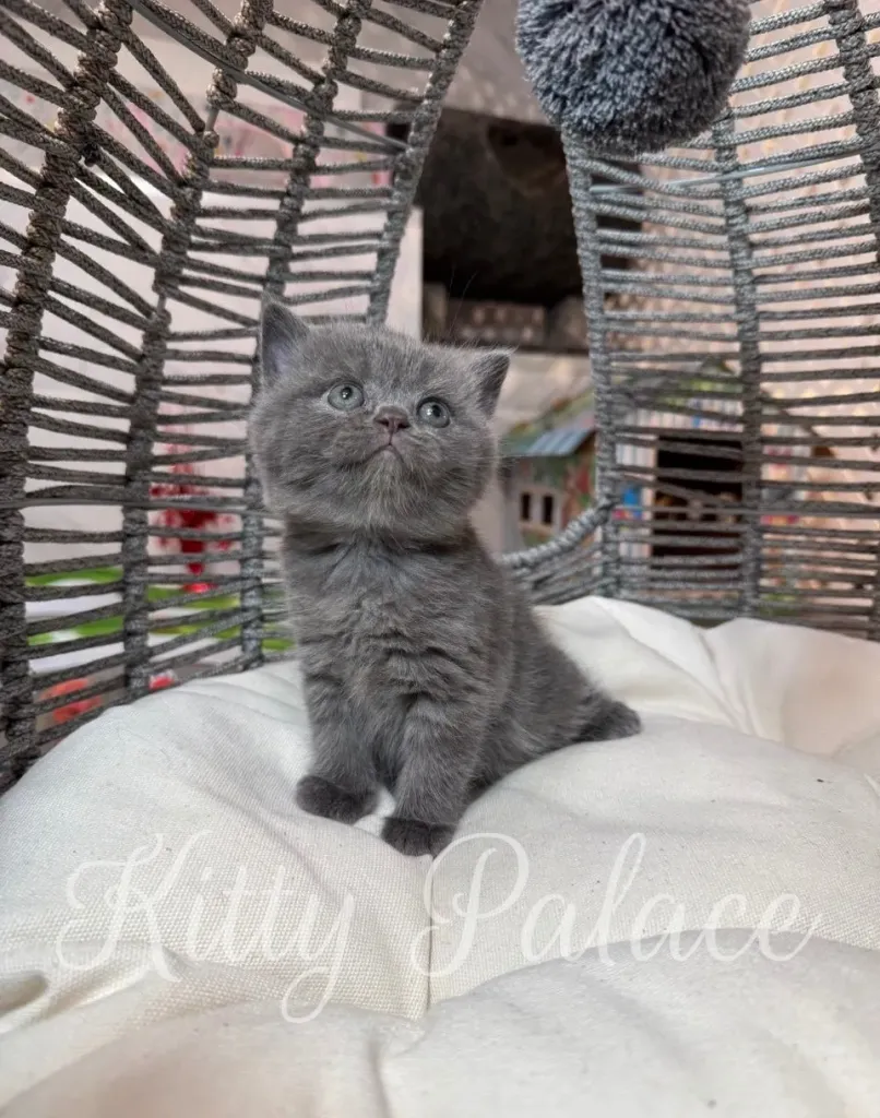 Profile view of a fluffy blue kitten with big eyes