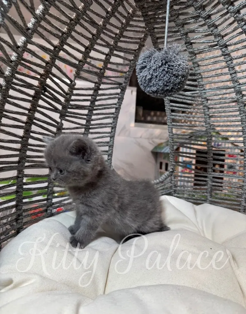 Kitten Jasmine with soft fur and round face staring at the camera